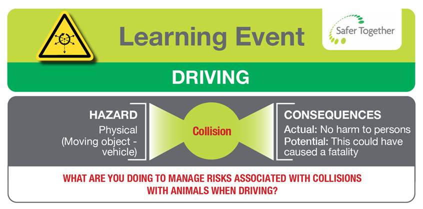 Driving collision with animal