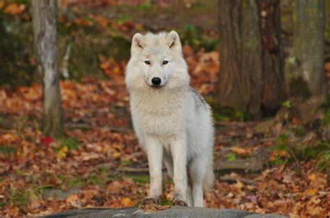 the-lone-wolf.jpg